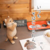 おねだりするわんこ《柴犬（21cm）》 - 画像 (10)