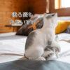 にゃんこの親子《サバトラ（25cm）》 - 画像 (7)
