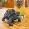 前を見るカメ《ゾウガメ（9.5cm）》 - 画像 (4)