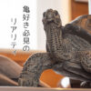 前を見るカメ《ゾウガメ（9.5cm）》 - 画像 (6)