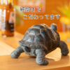 前を見るカメ《ゾウガメ（9.5cm）》 - 画像 (7)