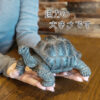 前を見るカメ《ゾウガメ（9.5cm）》 - 画像 (8)