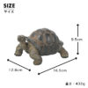 前を見るカメ《ゾウガメ（9.5cm）》 - 画像 (9)