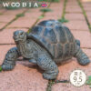 前を見るカメ《ゾウガメ（9.5cm）》