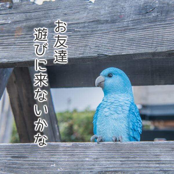 縁に留まる青い鳥《オウム（23cm）》 - 画像 (10)