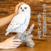 木に留まるシロフクロウ《白梟（32cm）》 - 画像 (8)