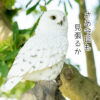 木に留まるシロフクロウ《白梟（32cm）》 - 画像 (10)