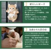 手を揃えてお座りする子ブタ《 ミニブタ（29.5cm）》 - 画像 (3)