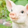 手を揃えてお座りする子ブタ《 ミニブタ（29.5cm）》 - 画像 (6)