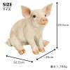 手を揃えてお座りする子ブタ《 ミニブタ（29.5cm）》 - 画像 (9)