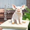 手を揃えてお座りする子ブタ《 ミニブタ（29.5cm）》 - 画像 (10)