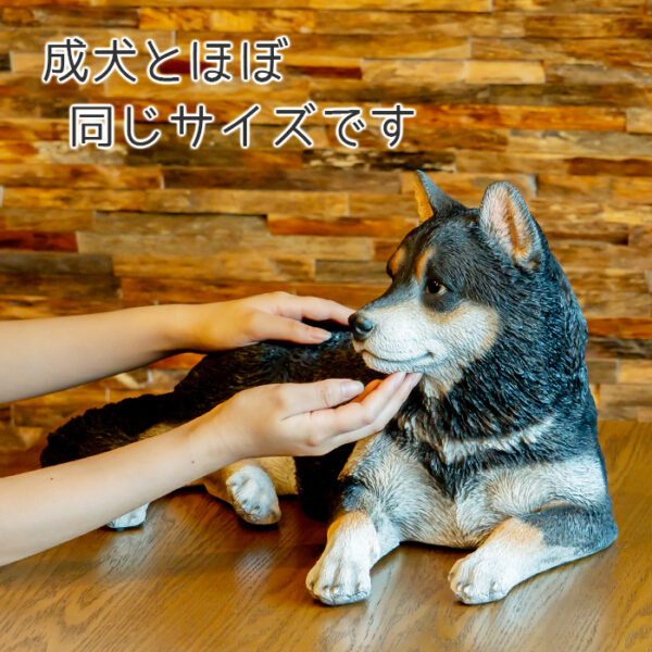 リラックスしているわんこ《 黒柴犬 28.5cm》