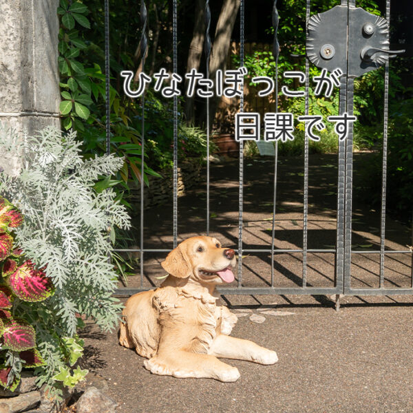 横になって笑ってるわんこ《 ゴールデンレトリバー 35.5cm》