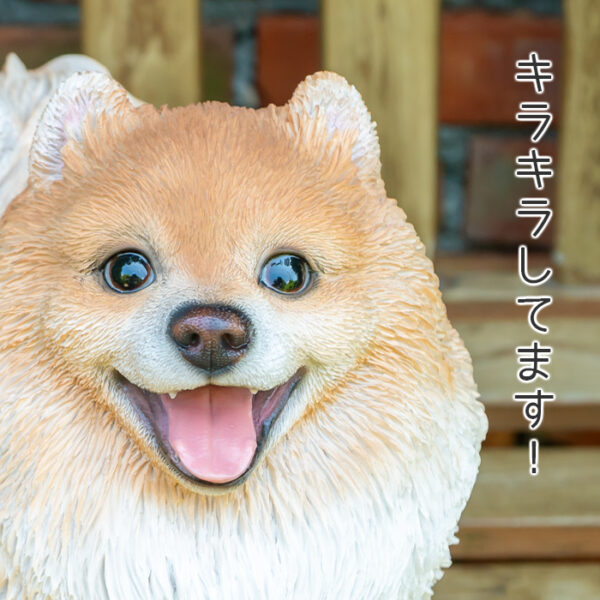 立ち上がって喜ぶわんこ《 ポメラニアン 29.5cm》