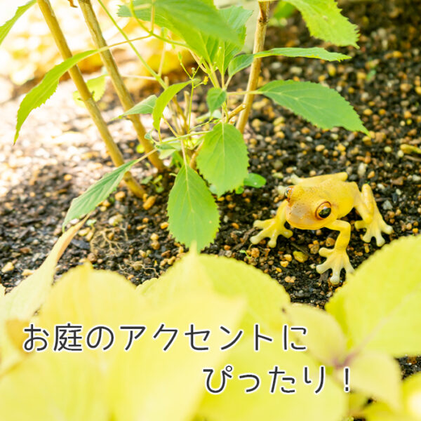 お目々がかわいいカエル《 キンイロアマガエル 5.5cm》 - 画像 (5)