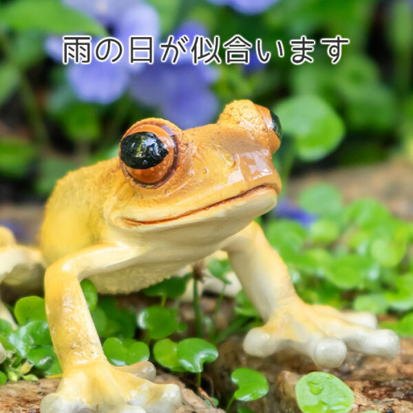 お目々がかわいいカエル《 キンイロアマガエル 5.5cm》 - 画像 (6)
