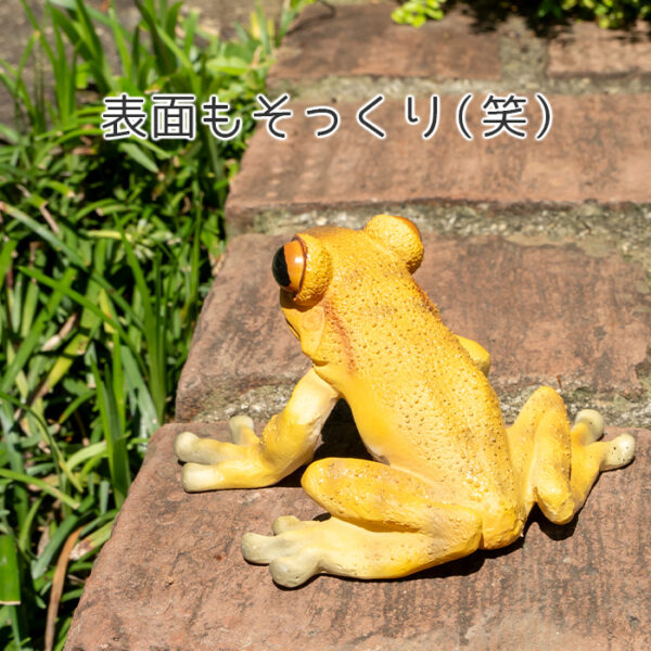 お目々がかわいいカエル《 キンイロアマガエル 5.5cm》 - 画像 (7)