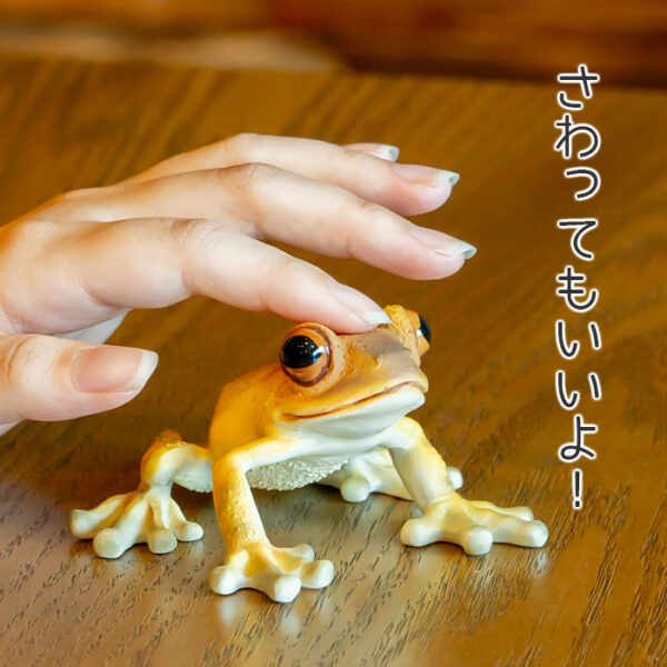 お目々がかわいいカエル《 キンイロアマガエル 5.5cm》 - 画像 (8)