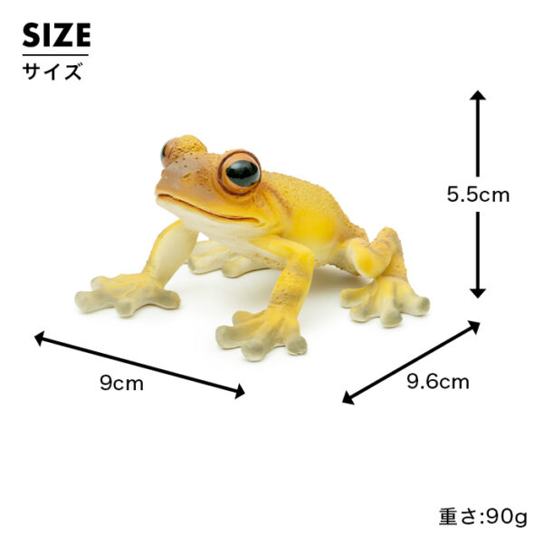 お目々がかわいいカエル《 キンイロアマガエル 5.5cm》 - 画像 (9)