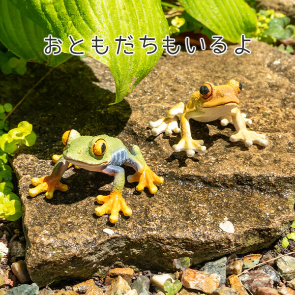 お目々がかわいいカエル《 キンイロアマガエル 5.5cm》 - 画像 (10)