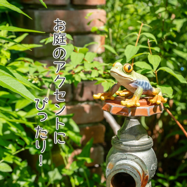 お目々がかわいいカエル《 アカメアマガエル 5.5cm》 - 画像 (5)