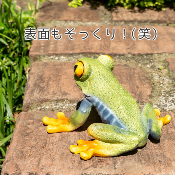 お目々がかわいいカエル《 アカメアマガエル 5.5cm》 - 画像 (7)