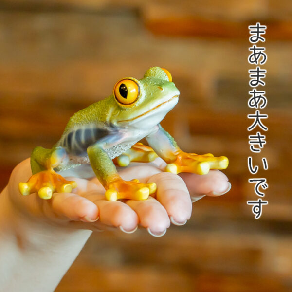 お目々がかわいいカエル《 アカメアマガエル 5.5cm》 - 画像 (8)