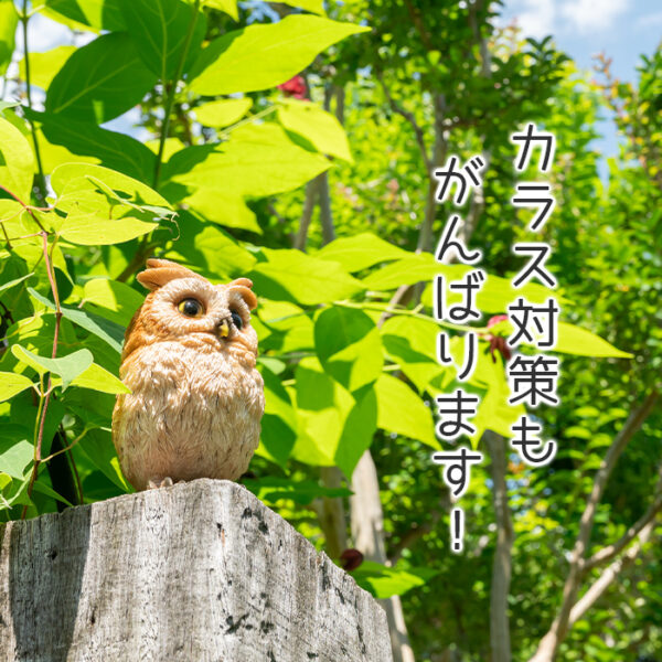 ちょこんと立つフクロウの子供《 トラフズク 13.5cm》 - 画像 (10)