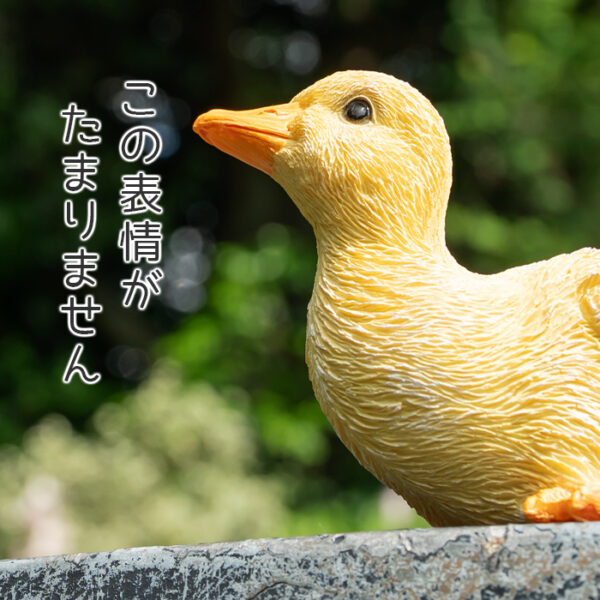 座って上を向くアヒルの子供《 シロアヒル 7.8cm》 - 画像 (6)