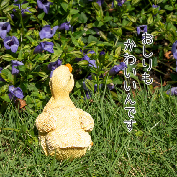 座って上を向くアヒルの子供《 シロアヒル 7.8cm》 - 画像 (7)