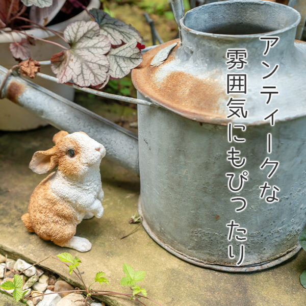 仲良しウサギの三兄弟《 オランダドワーフ 3匹セット 》 - 画像 (5)
