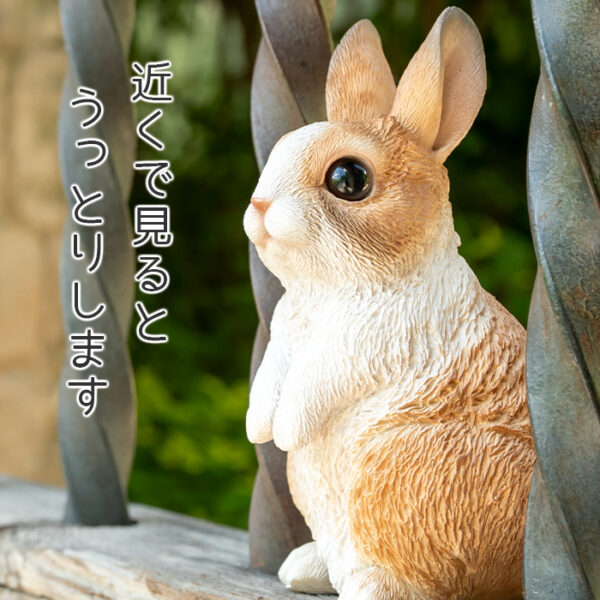 仲良しウサギの三兄弟《 オランダドワーフ 3匹セット 》 - 画像 (6)