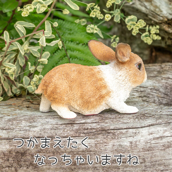 仲良しウサギの三兄弟《 オランダドワーフ 3匹セット 》 - 画像 (7)
