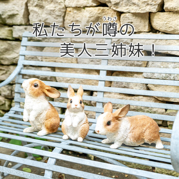 仲良しウサギの三兄弟《 オランダドワーフ 3匹セット 》 - 画像 (10)