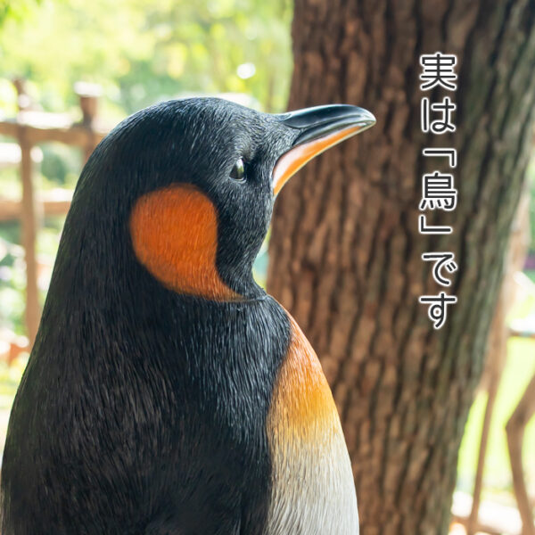 一歩ずつ歩くペンギンくん《 オウサマペンギン 61.5cm》