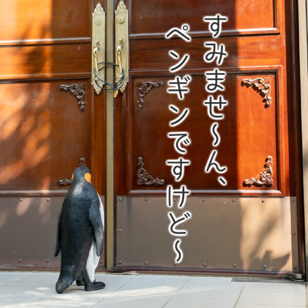 一歩ずつ歩くペンギンくん《 オウサマペンギン 61.5cm》