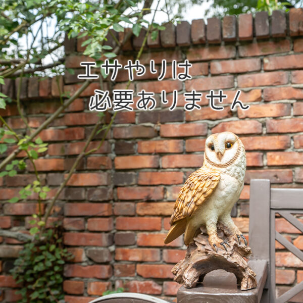 木に留まるメンフクロウ《 面梟 35.8cm》