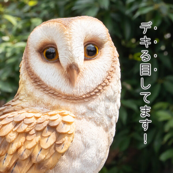 木に留まるメンフクロウ《 面梟 35.8cm》